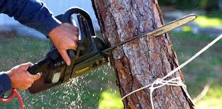 Professional Tree Removal Services in Chesaning, MI