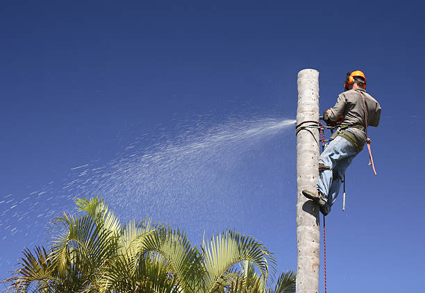 Lawn Watering Services in Chesaning, MI