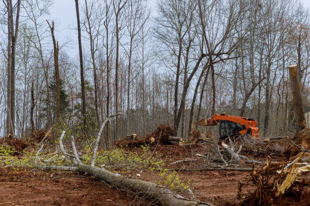 How Our Tree Care Process Works  in  Chesaning, MI